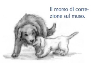 morso di correzione