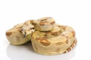 3924119-america-centrale-boa-boa-constrictor-imperator--su-sfondo-bianco
