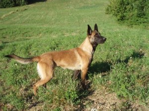 Pastore Belga Malinois1