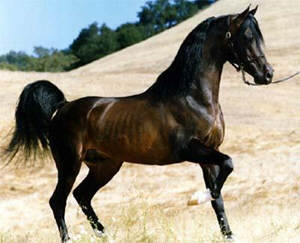 cavallo_arabo