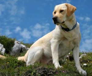 labrador-retriever