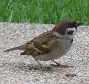 Passera Mattugia
