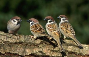 passeri